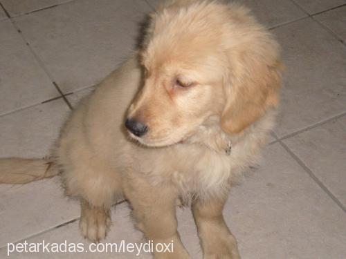 tarçın Dişi Golden Retriever