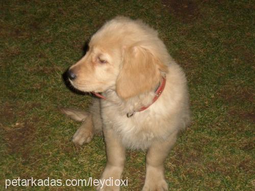 tarçın Dişi Golden Retriever