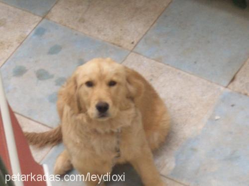 tarçın Dişi Golden Retriever