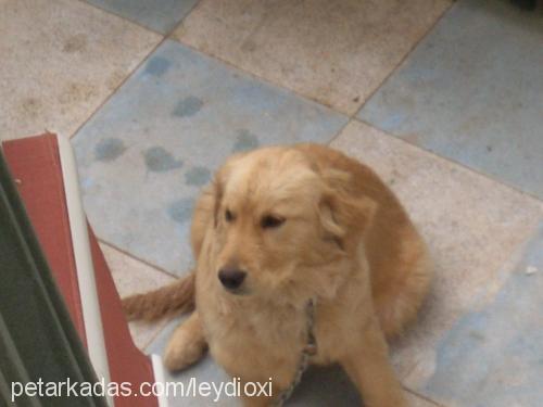 tarçın Dişi Golden Retriever