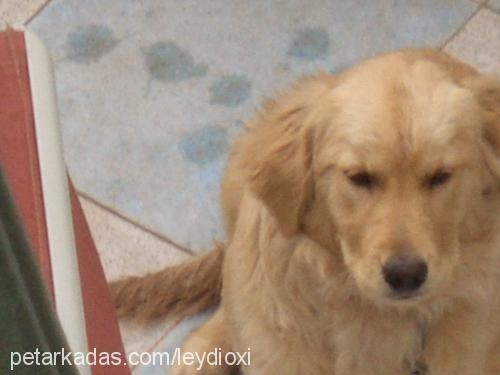 tarçın Dişi Golden Retriever