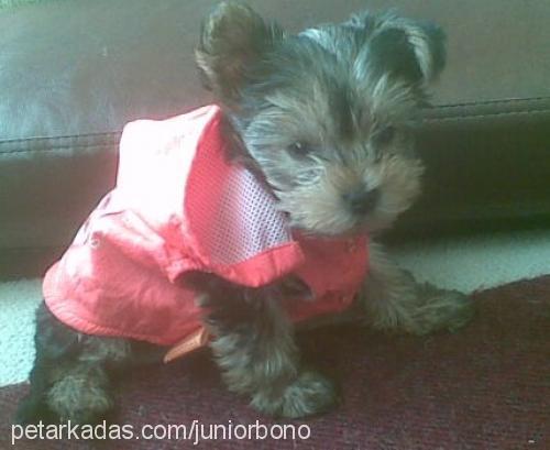 zorba Erkek Yorkshire Terrier