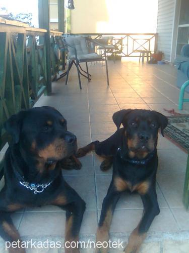 petoo Dişi Rottweiler