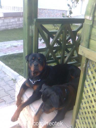 petoo Dişi Rottweiler