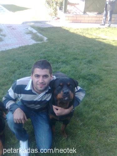 petoo Dişi Rottweiler