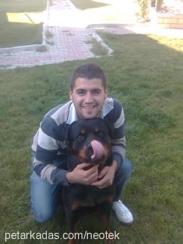 petoo Dişi Rottweiler