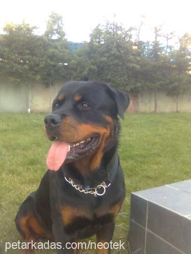 petoo Dişi Rottweiler