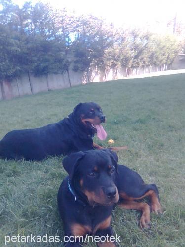 petoo Dişi Rottweiler