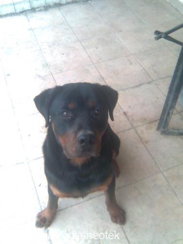 petoo Dişi Rottweiler