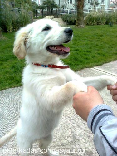 asya Dişi Golden Retriever