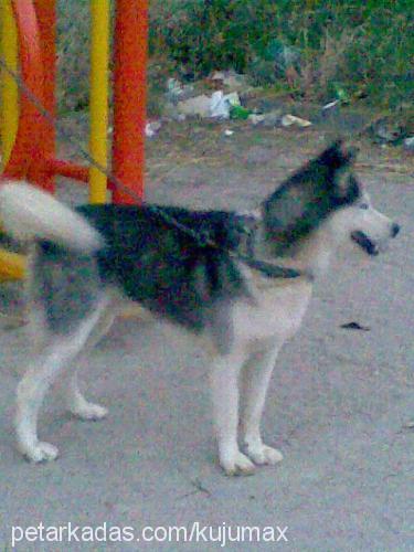 oscar Erkek Sibirya Kurdu (Husky)