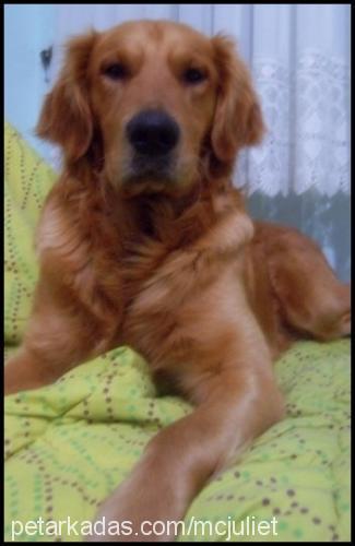 paŞa Erkek Golden Retriever