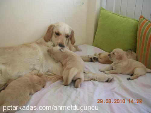 bebekolduklarıi Erkek Golden Retriever