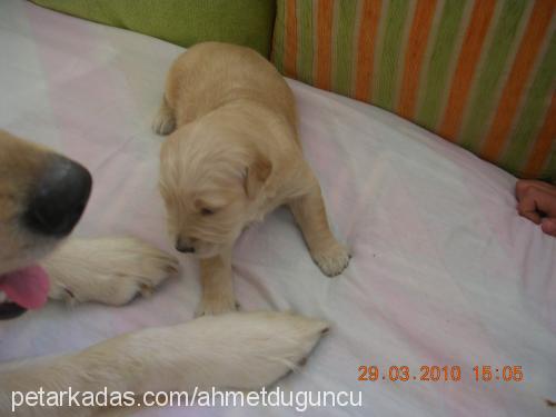 bebekolduklarıi Erkek Golden Retriever