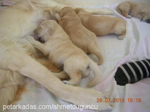 bebekolduklarıi Erkek Golden Retriever