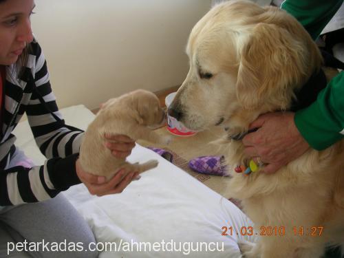 bebekolduklarıi Erkek Golden Retriever