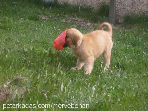 titan Erkek Golden Retriever