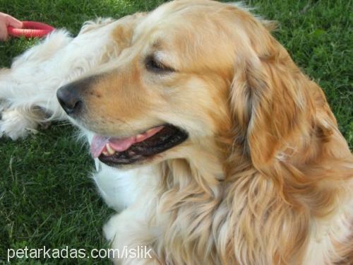 islik Erkek Golden Retriever