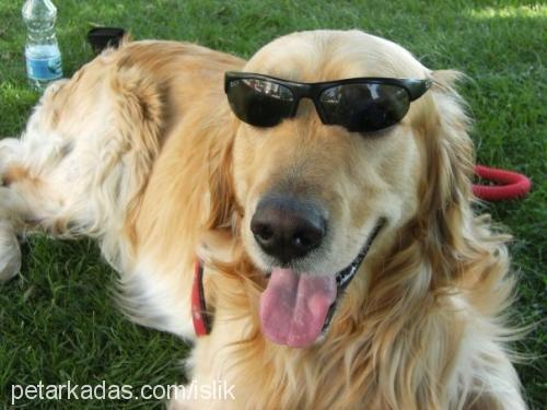 islik Erkek Golden Retriever