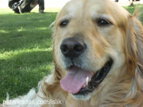 islik Erkek Golden Retriever