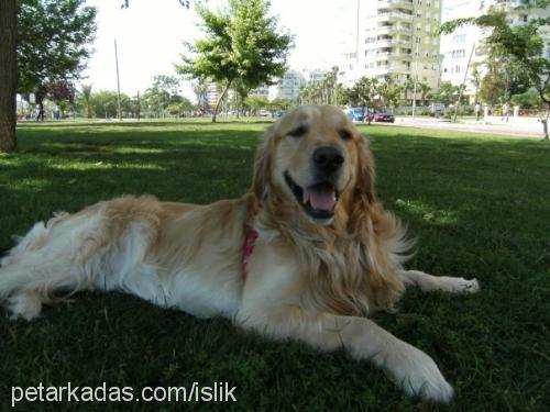 islik Erkek Golden Retriever