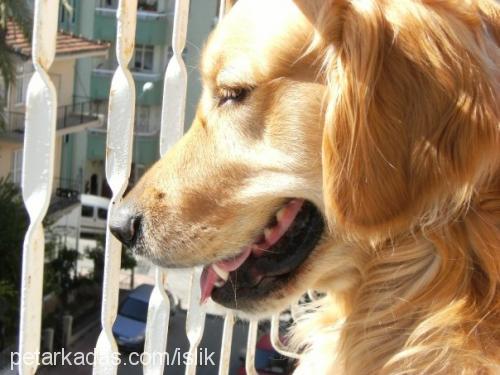 islik Erkek Golden Retriever