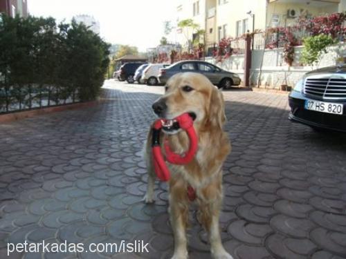 islik Erkek Golden Retriever