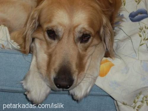 islik Erkek Golden Retriever