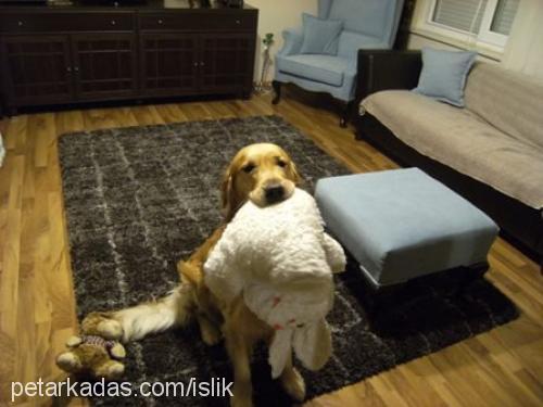 islik Erkek Golden Retriever