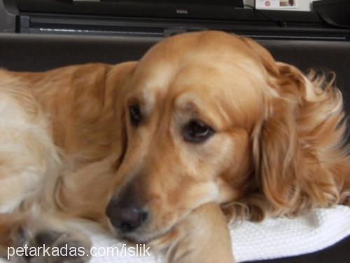 islik Erkek Golden Retriever