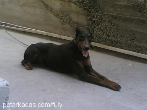 Şanslı Erkek Doberman Pinscher