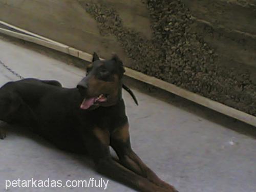 Şanslı Erkek Doberman Pinscher