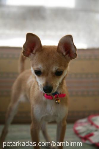 bambi Dişi Chihuahua