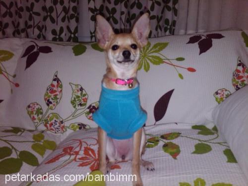 bambi Dişi Chihuahua