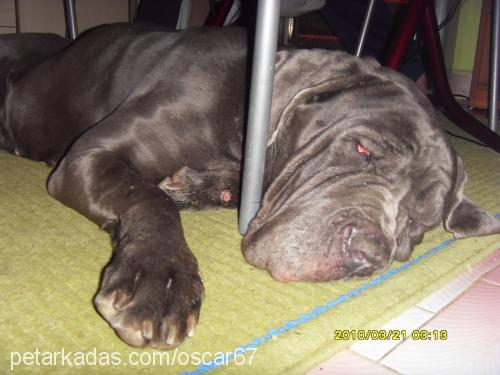 lex Dişi Napoliten Mastiff