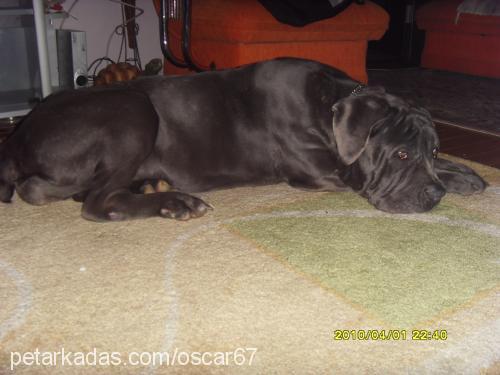 lex Dişi Napoliten Mastiff