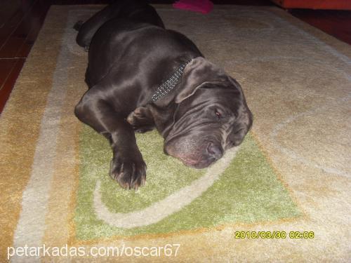 lex Dişi Napoliten Mastiff