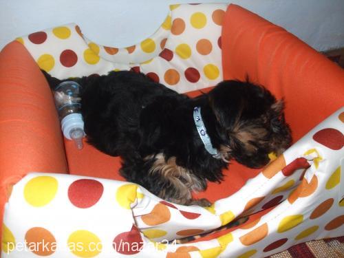 badem Erkek Yorkshire Terrier