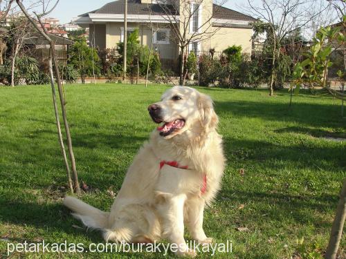 spayk Erkek Golden Retriever