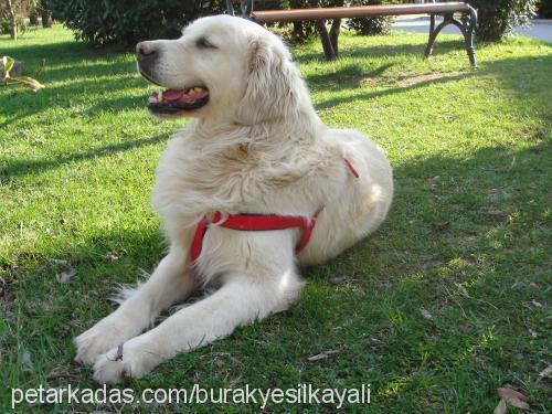 spayk Erkek Golden Retriever