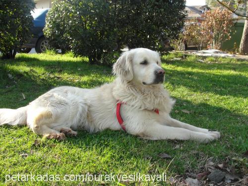 spayk Erkek Golden Retriever