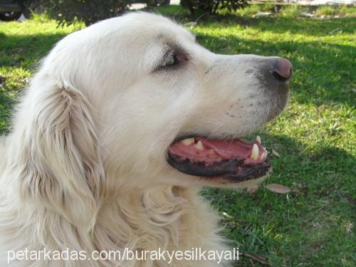 spayk Erkek Golden Retriever