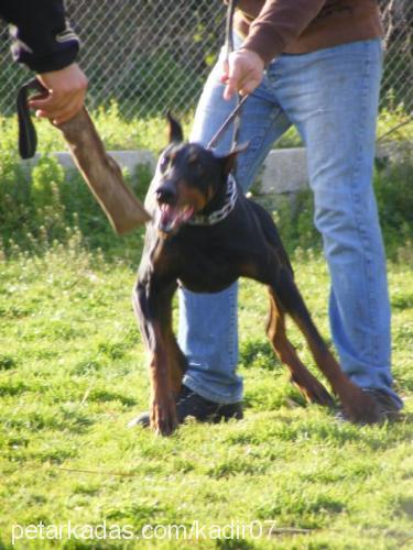 şila Dişi Doberman Pinscher