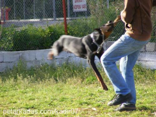 şila Dişi Doberman Pinscher