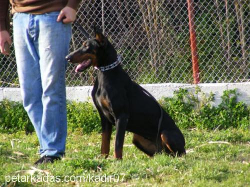 şila Dişi Doberman Pinscher