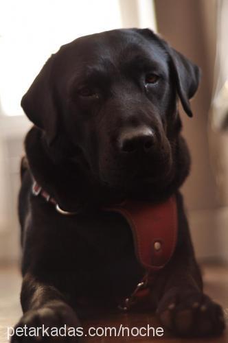 noche Erkek Labrador Retriever