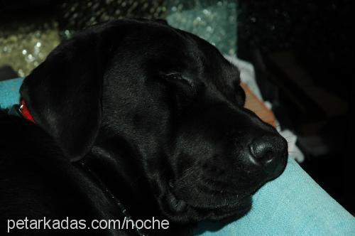 noche Erkek Labrador Retriever