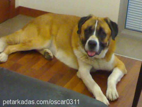 oscar Erkek St. Bernard (Saint Bernard)