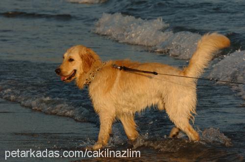 Çakıl Erkek Golden Retriever