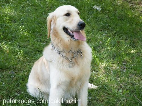 Çakıl Erkek Golden Retriever